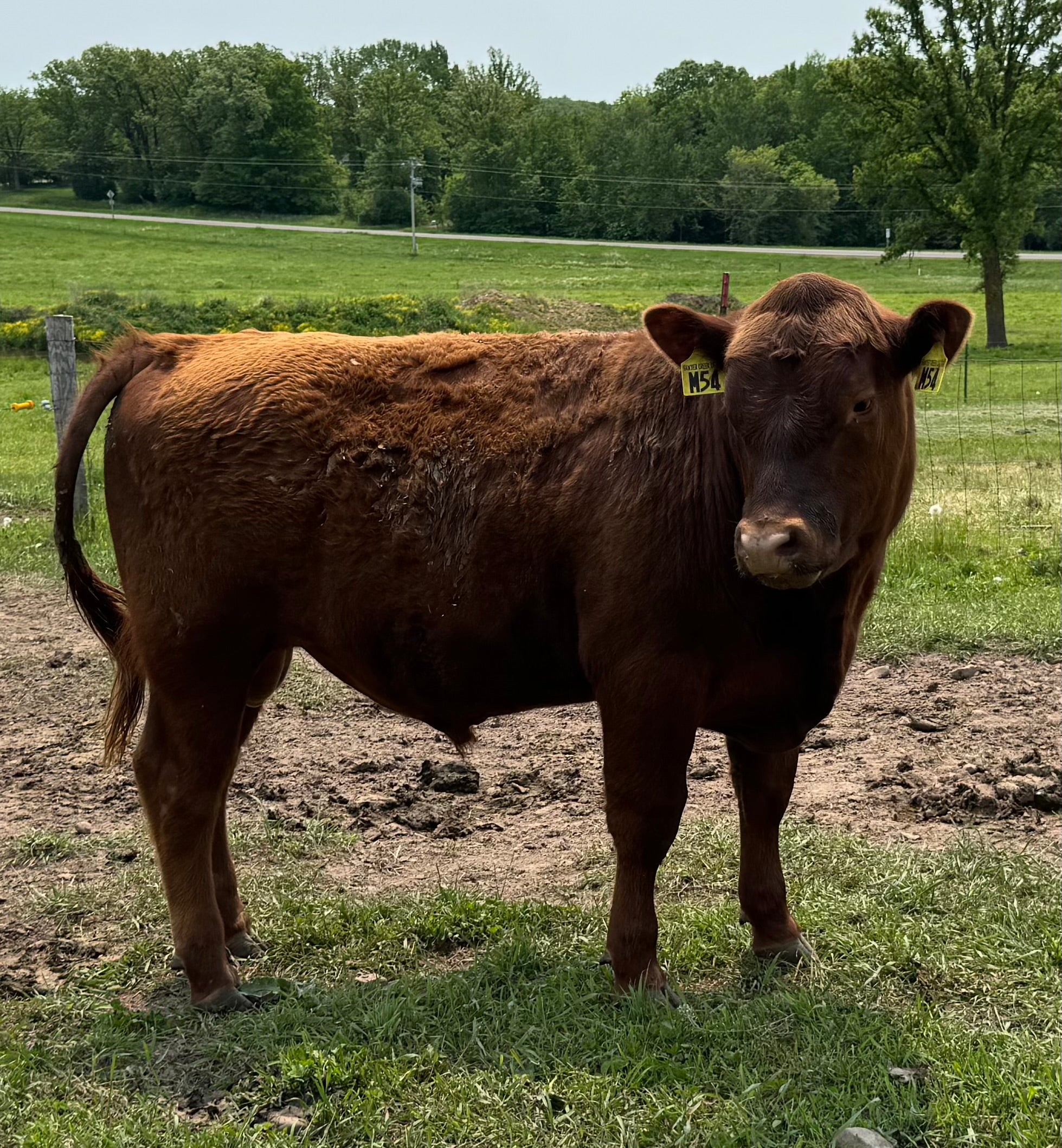 Registered Red Angus Yearling Bulls (SOLD OUT)