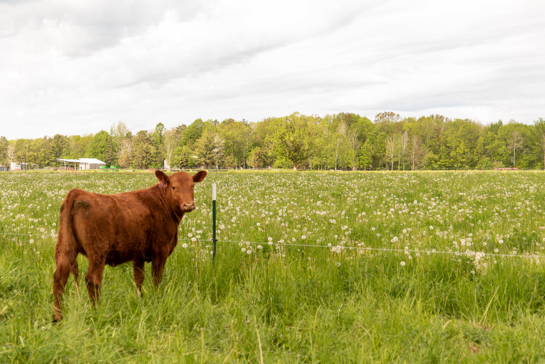 How Grass-Fed Cattle Improve Soil Health
