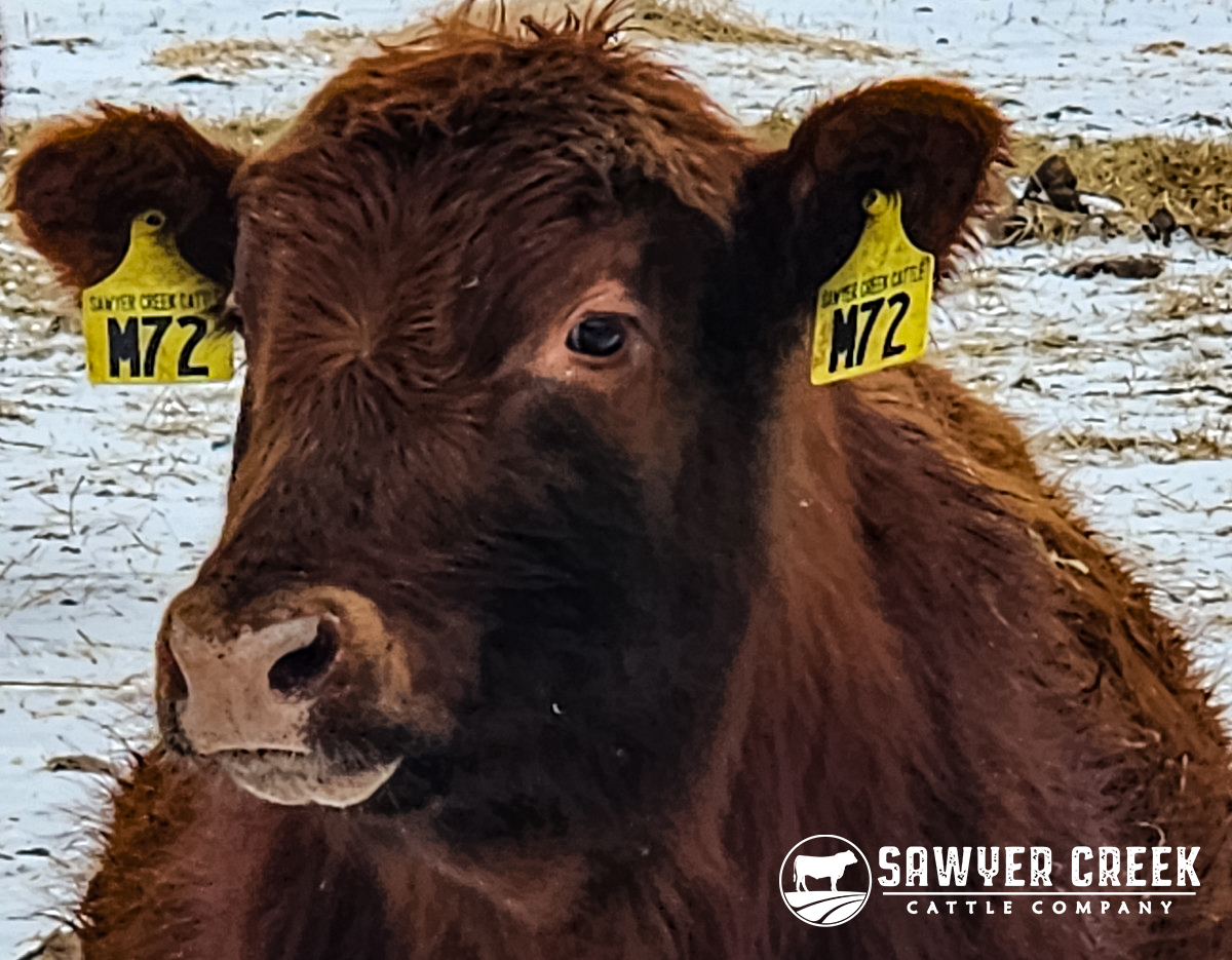 The Importance of Cattle Tagging: How We Keep Things Organized at Sawyer Creek Cattle