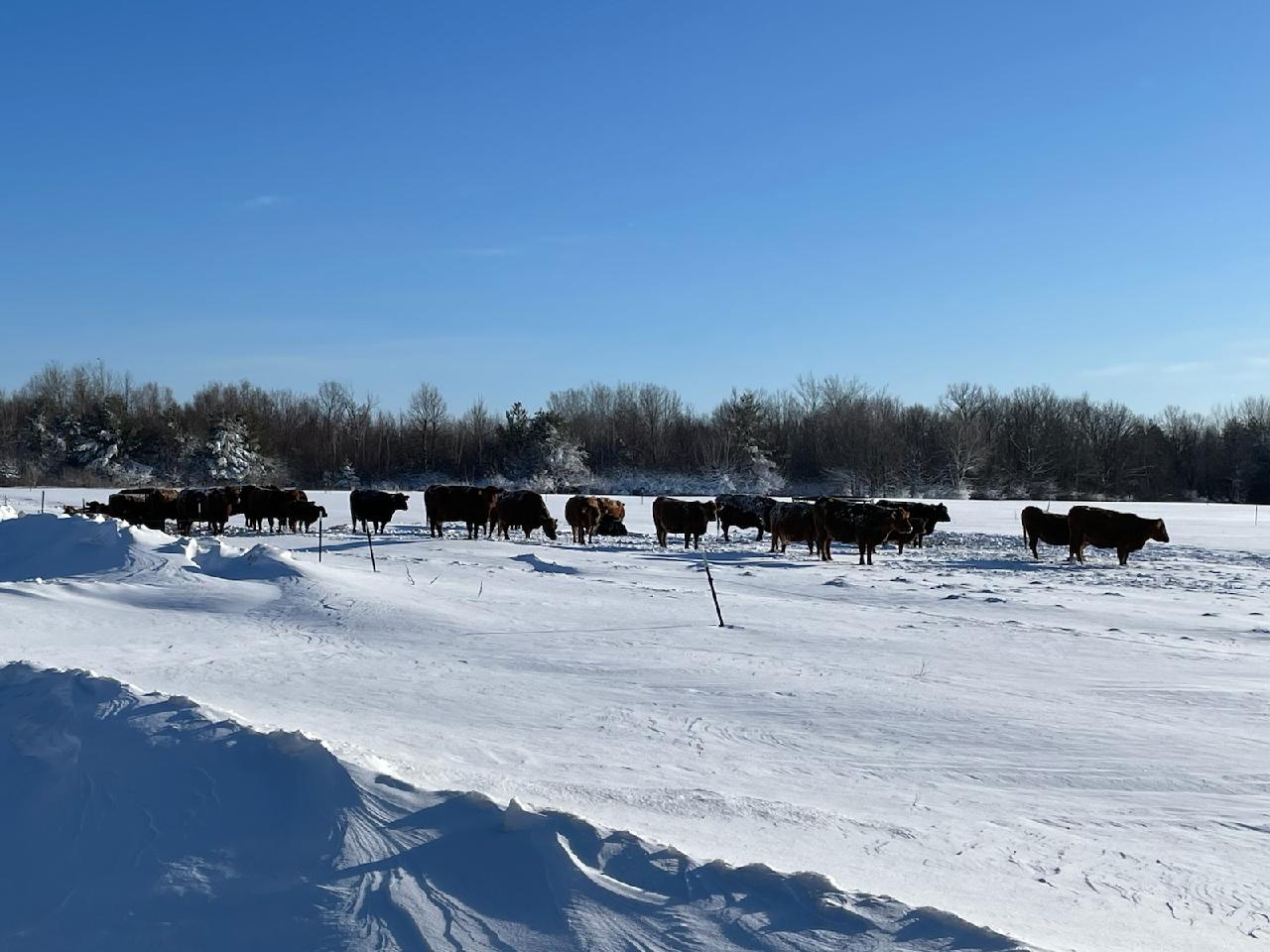 Preparing the Farm for Winter: How Sawyer Creek Cattle Ensures a Safe