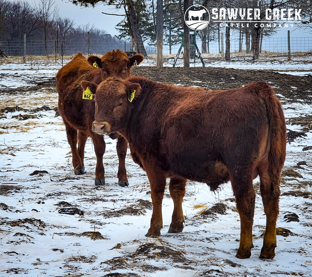 Red Angus: The Perfect Fit for Our Farm and Your Plate