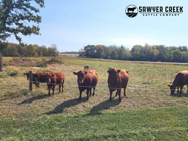 Sustainable Living in Rural Wisconsin: How Grass-Fed Farming Protects the Land