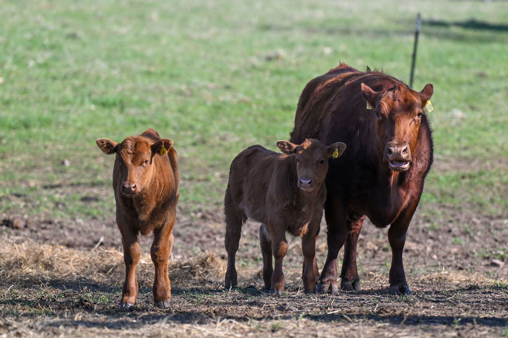 Sawyer Creek Cattle Company Open House: June 14!