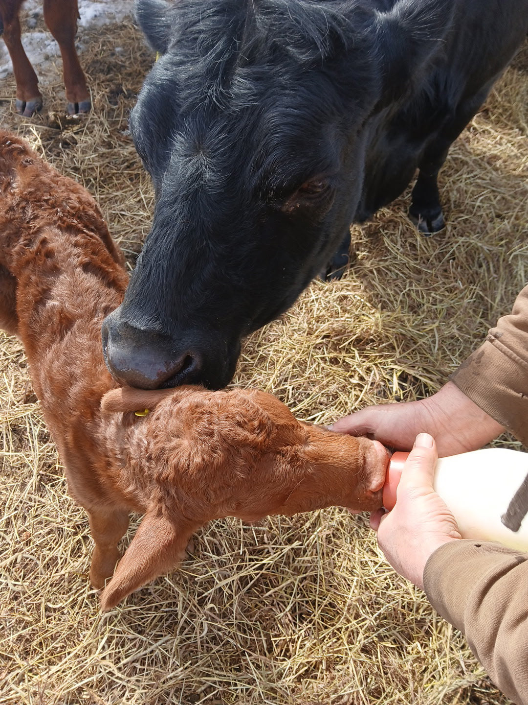 A New Season Begins: Calving Season at Sawyer Creek
