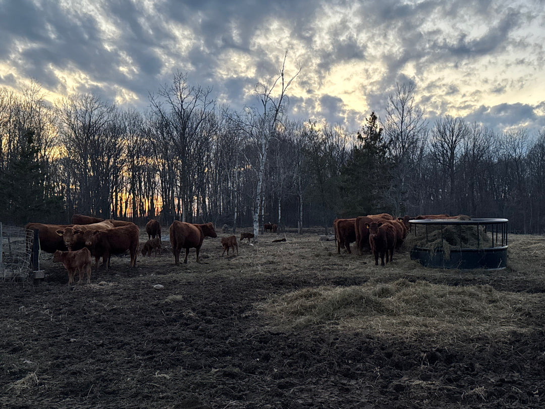 Sawyer Creek Spring is Here!