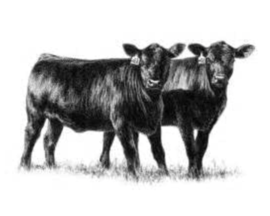 Black and white illustration of two cows standing side by side.