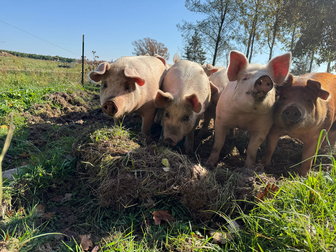 Half Pig Fall 2026 Pre-order: All-natural, Non-GMO, local pasture raised -