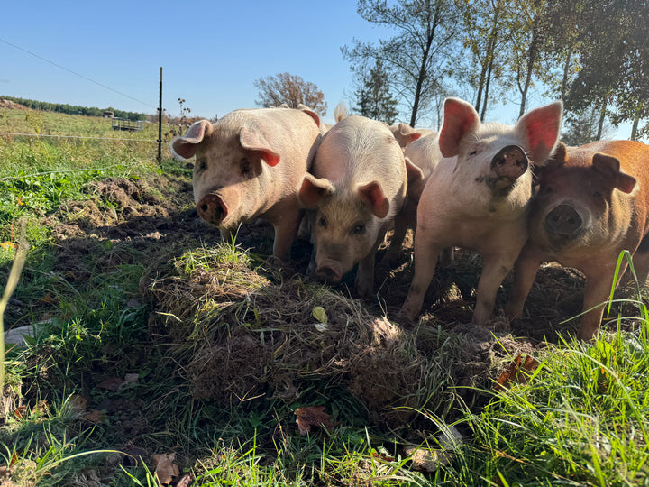 Half Pig Fall 2026 Pre-order: All-natural, Non-GMO, local pasture raised -