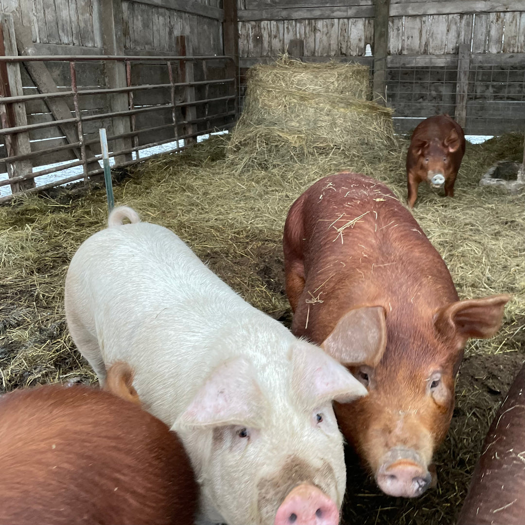 Half Pig Fall 2025 Pre-order: All-natural, Non-GMO, locally raised - 8 left!