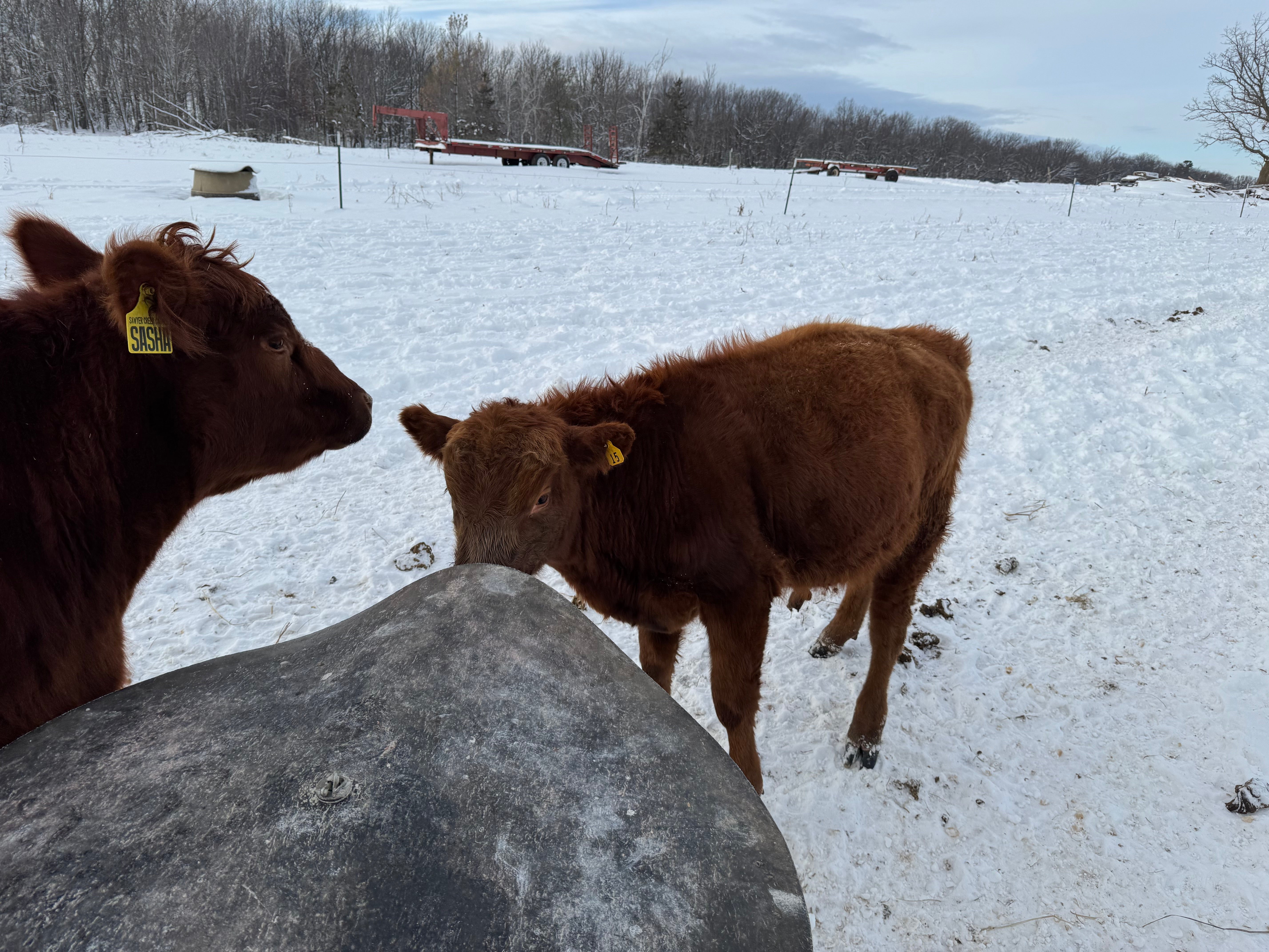 Registered Red Angus Yearling Bulls