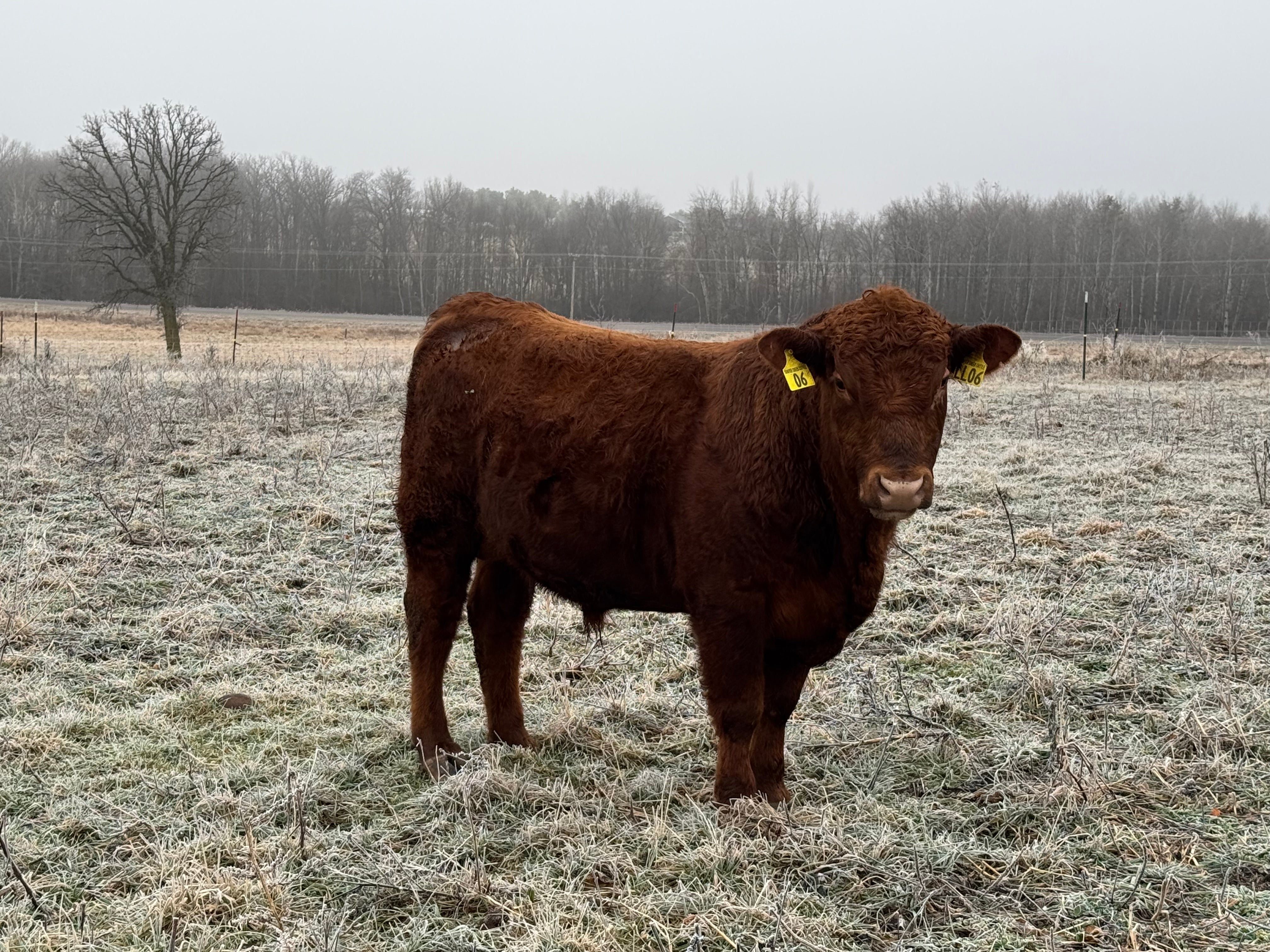 Yearling & 2 yr old bulls for 2025 (10 available)