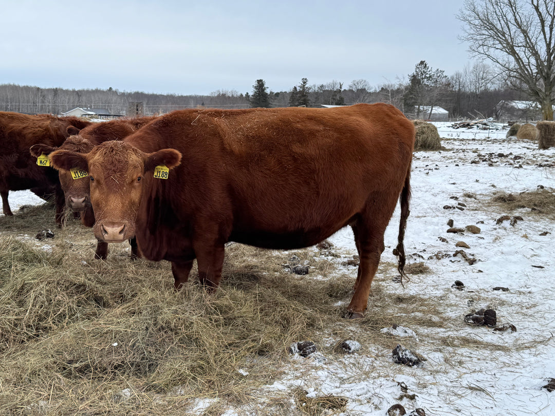 Registered Bred Cow: J188 - Price $4000