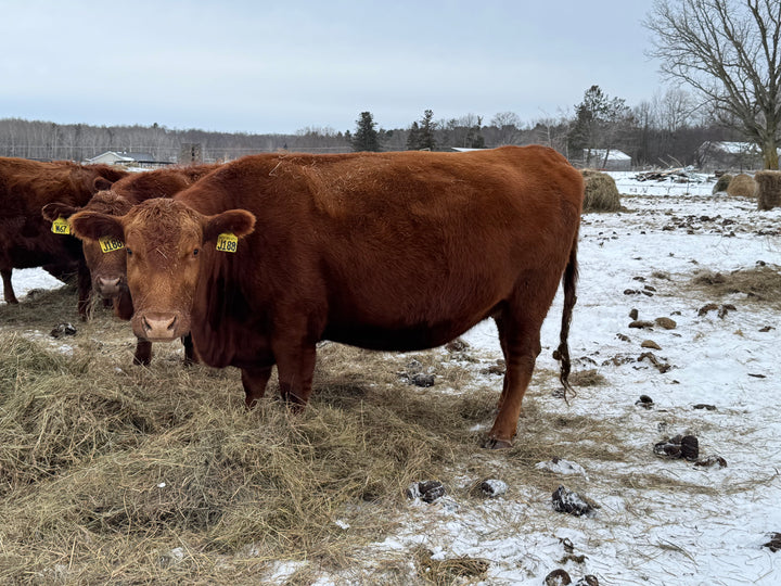 Registered Bred Cow: J188 - Price $4000
