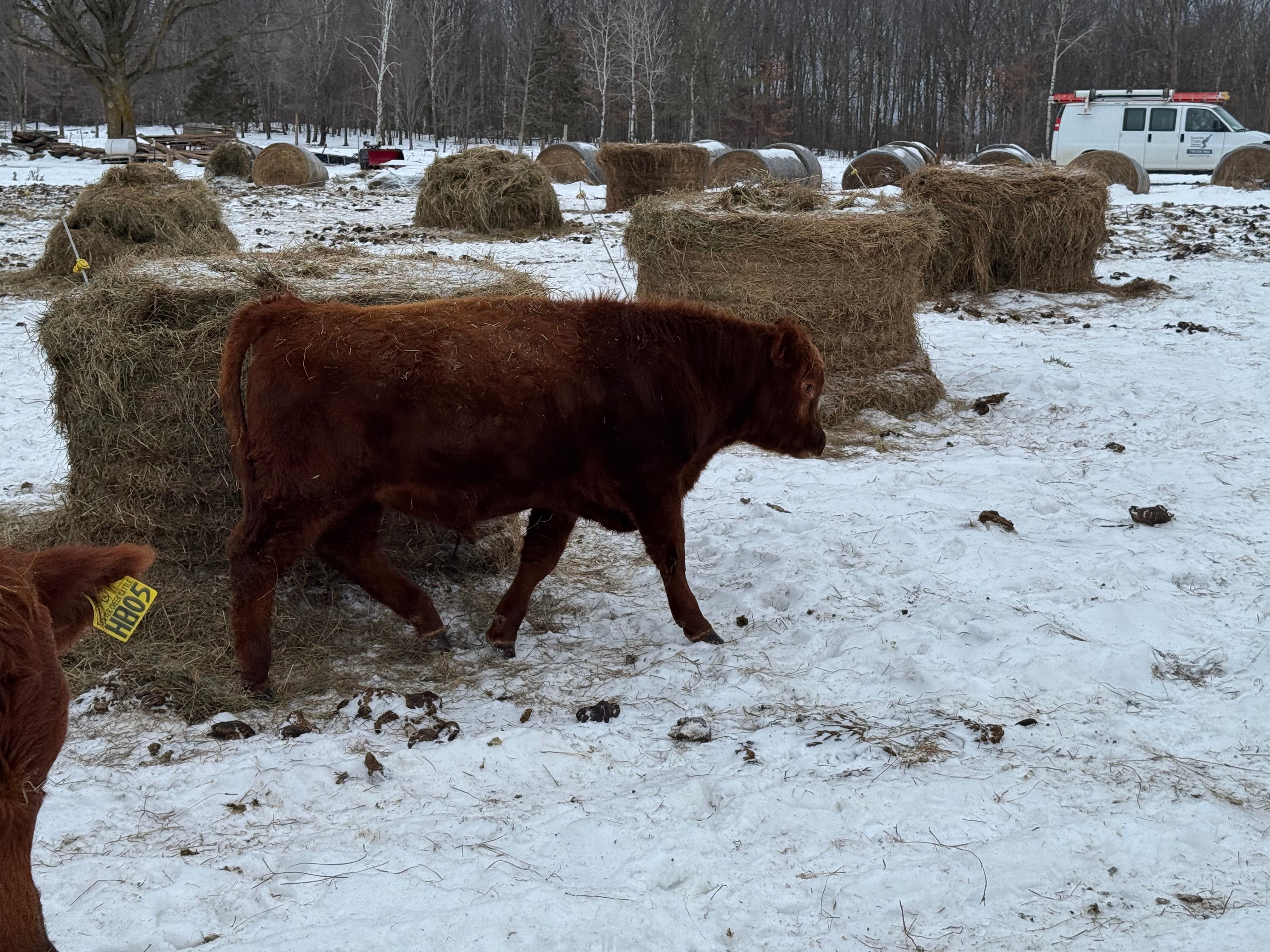 Registered Red Angus Yearling Bulls