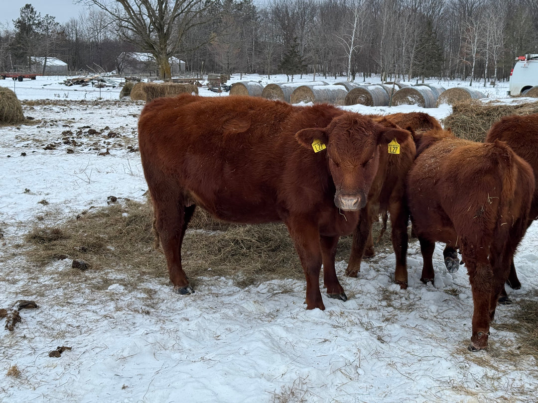 Registered Bred Cow: L27 - Price $3500