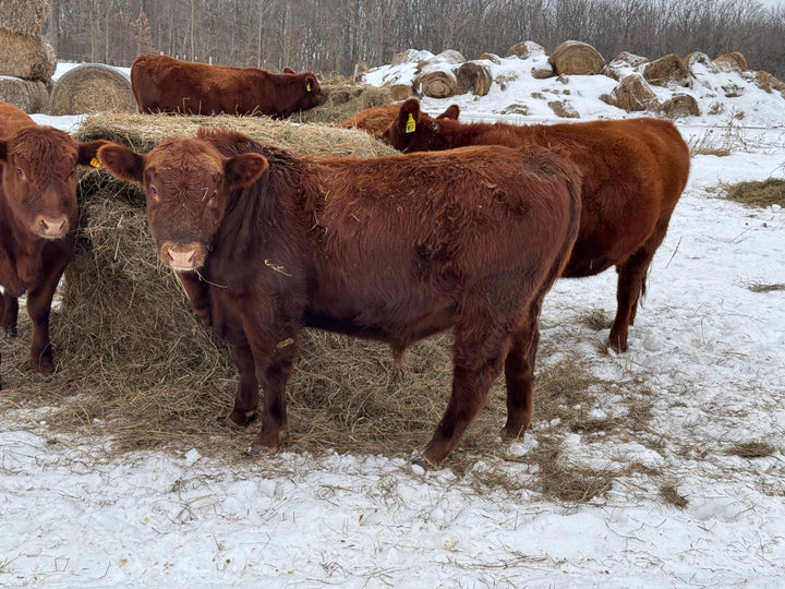 Registered Red Bull: N14 $4850 (SOLD)