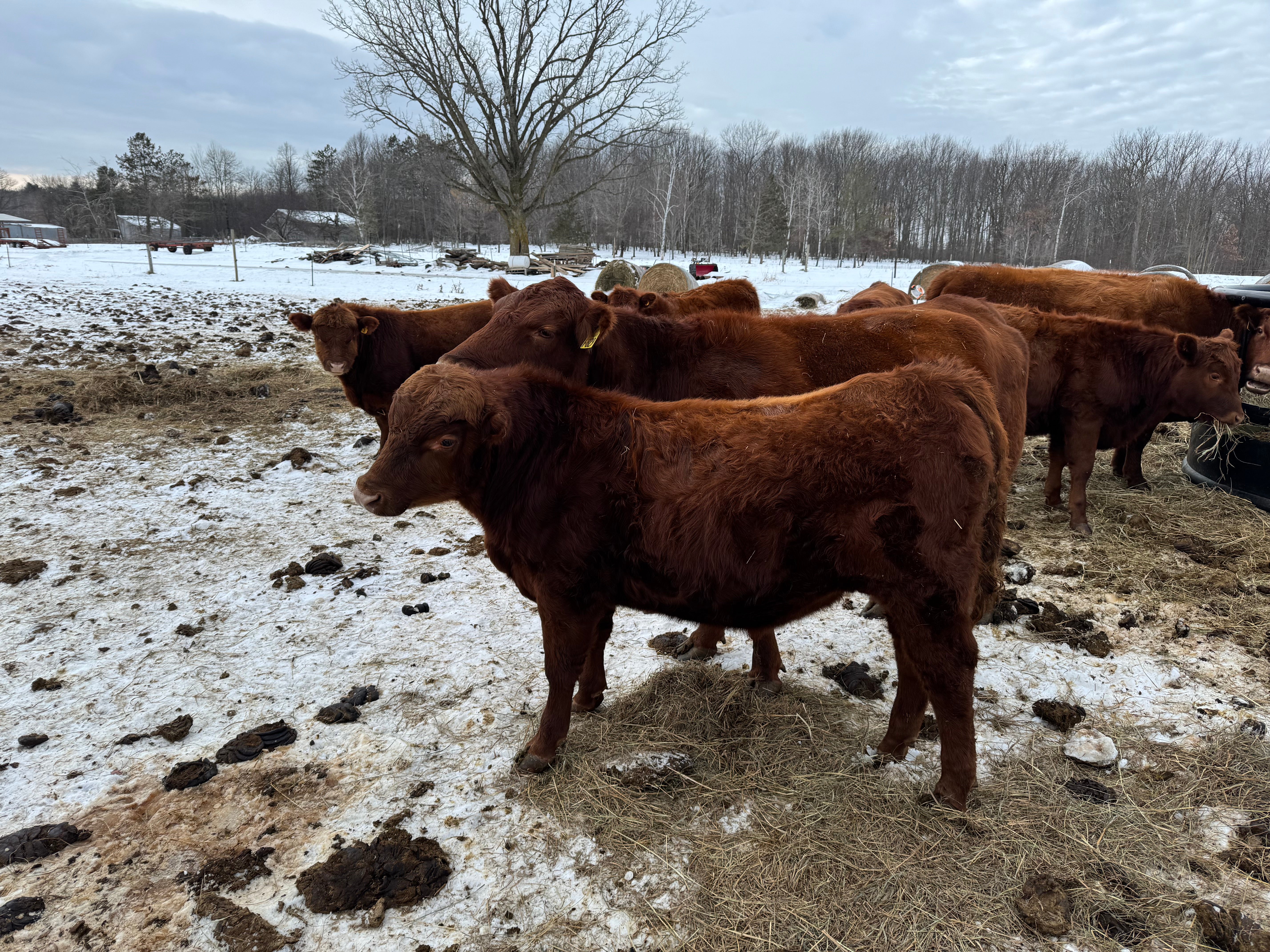 Registered Red Angus Yearling Bulls