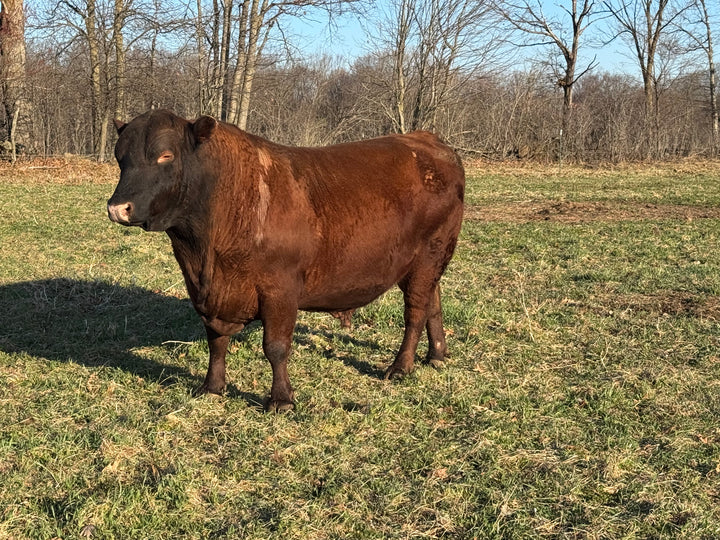 Registered Mature Red Bull: J03M $4500