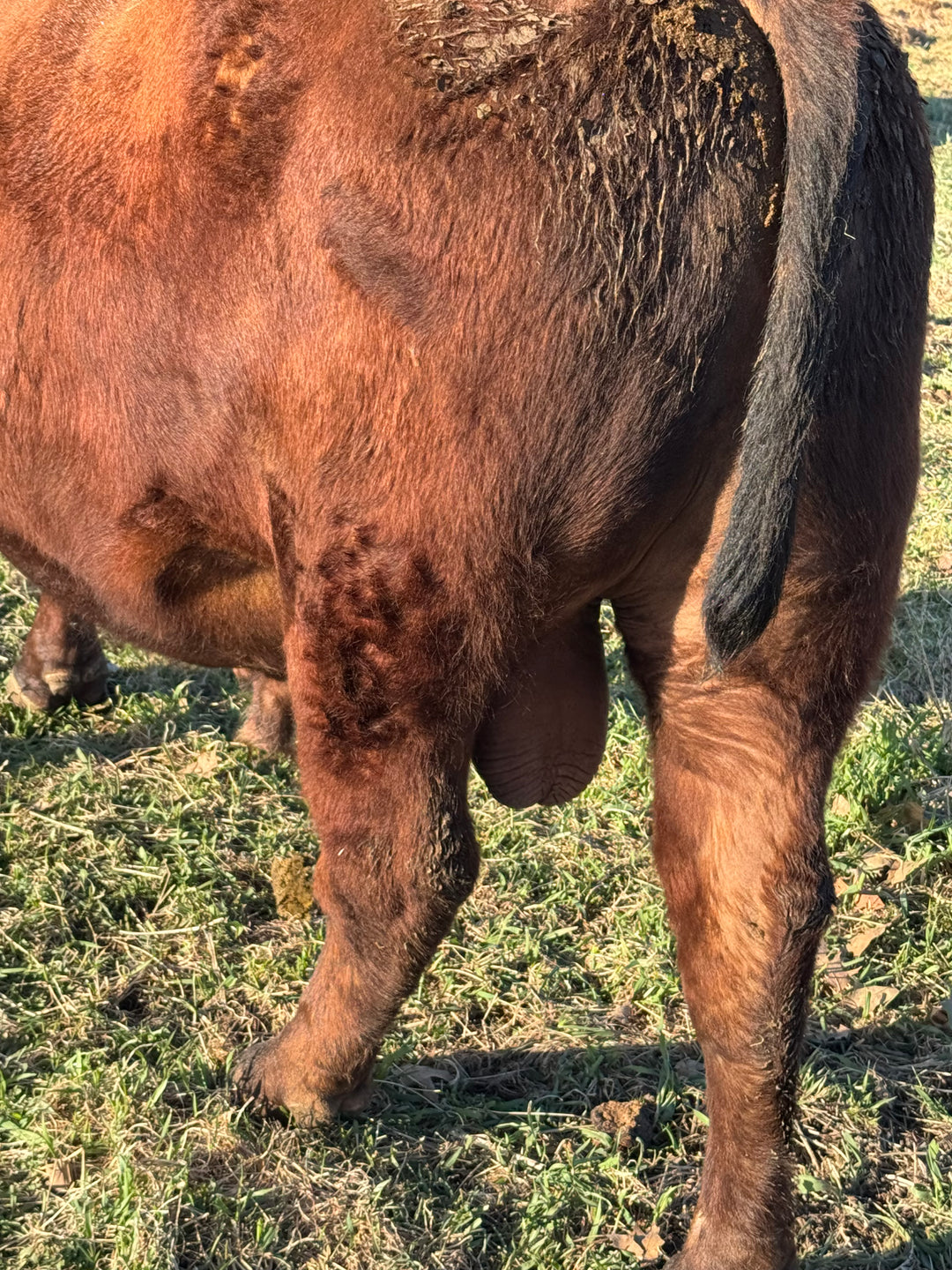 Registered Mature Red Bull: J03M $4500