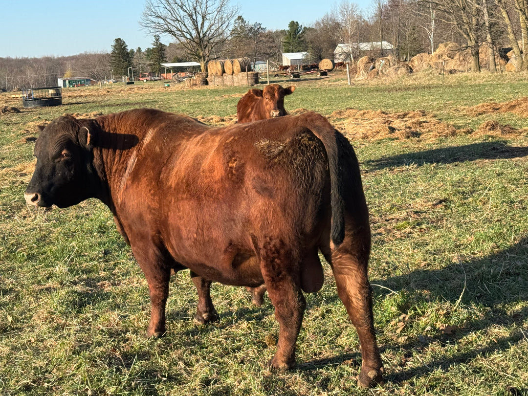 Registered Mature Red Bull: J03M $4500