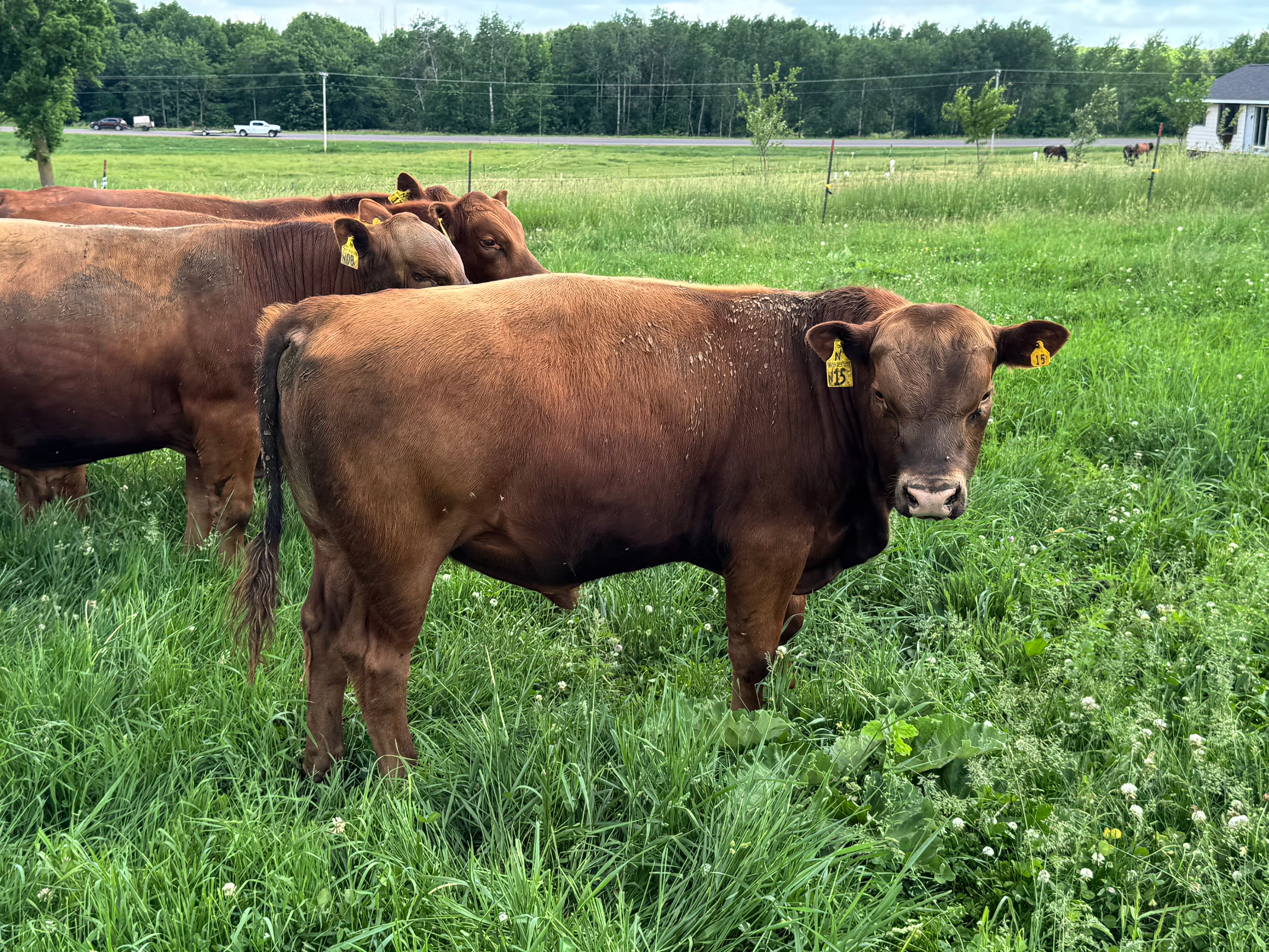 Registered Red Angus Yearling Bulls