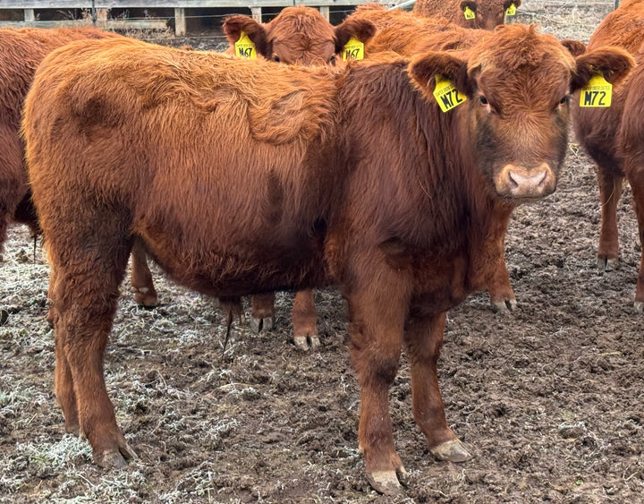 Registered Red Bull: M72 (Top Genetics) $4500