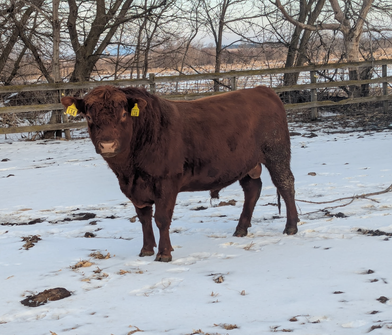 Registered Red Angus Yearling Bulls