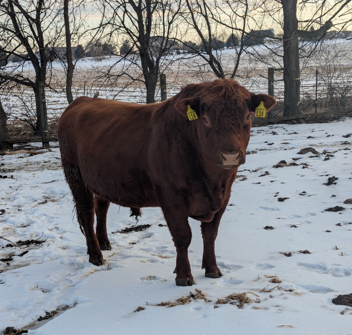 Registered Mature Red Bull: L14 $5500 (SOLD)