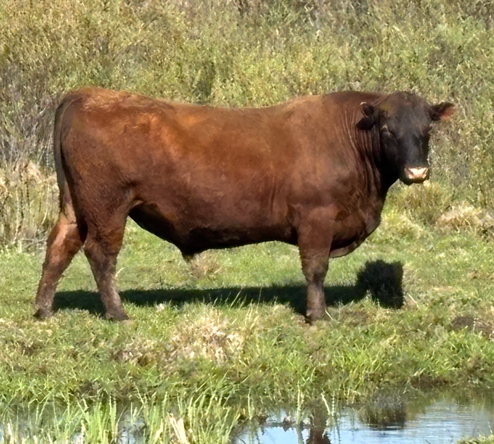 Registered Mature Red Bull: J03M $4500
