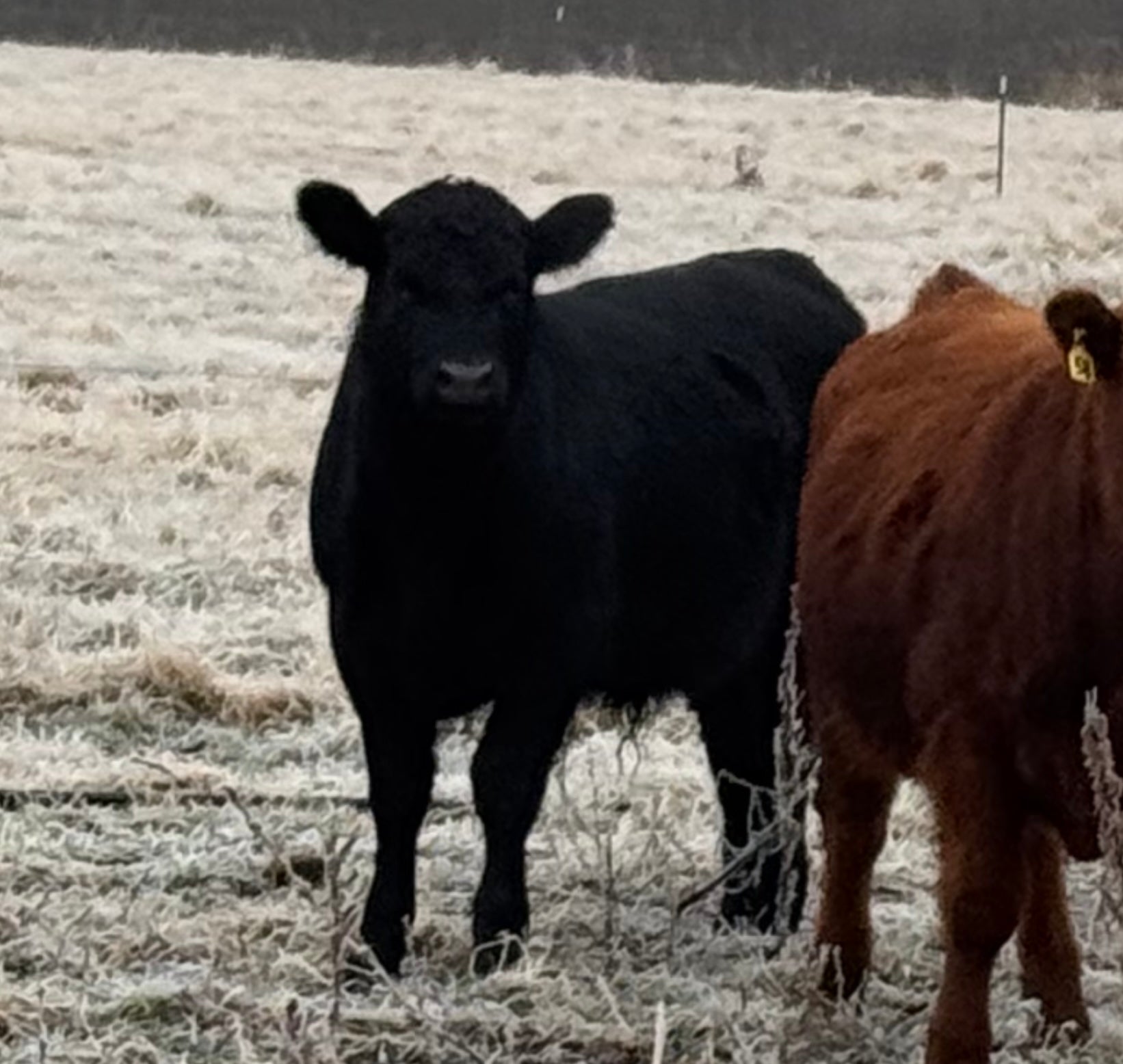 Registered Red Angus Yearling Bulls