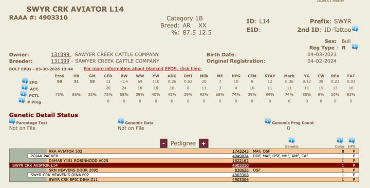 Registered Mature Red Bull: L14 $5500 (SOLD)